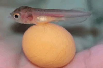 小龍魚(yú)的喂食量的一些指導(dǎo)原則：小龍魚(yú)喂食量的一些指導(dǎo)原則
