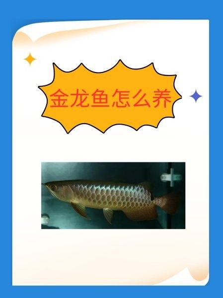 金龍魚需要多久適應(yīng)新溫度？