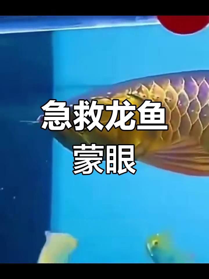 龍魚蒙眼病初期癥狀有哪些？