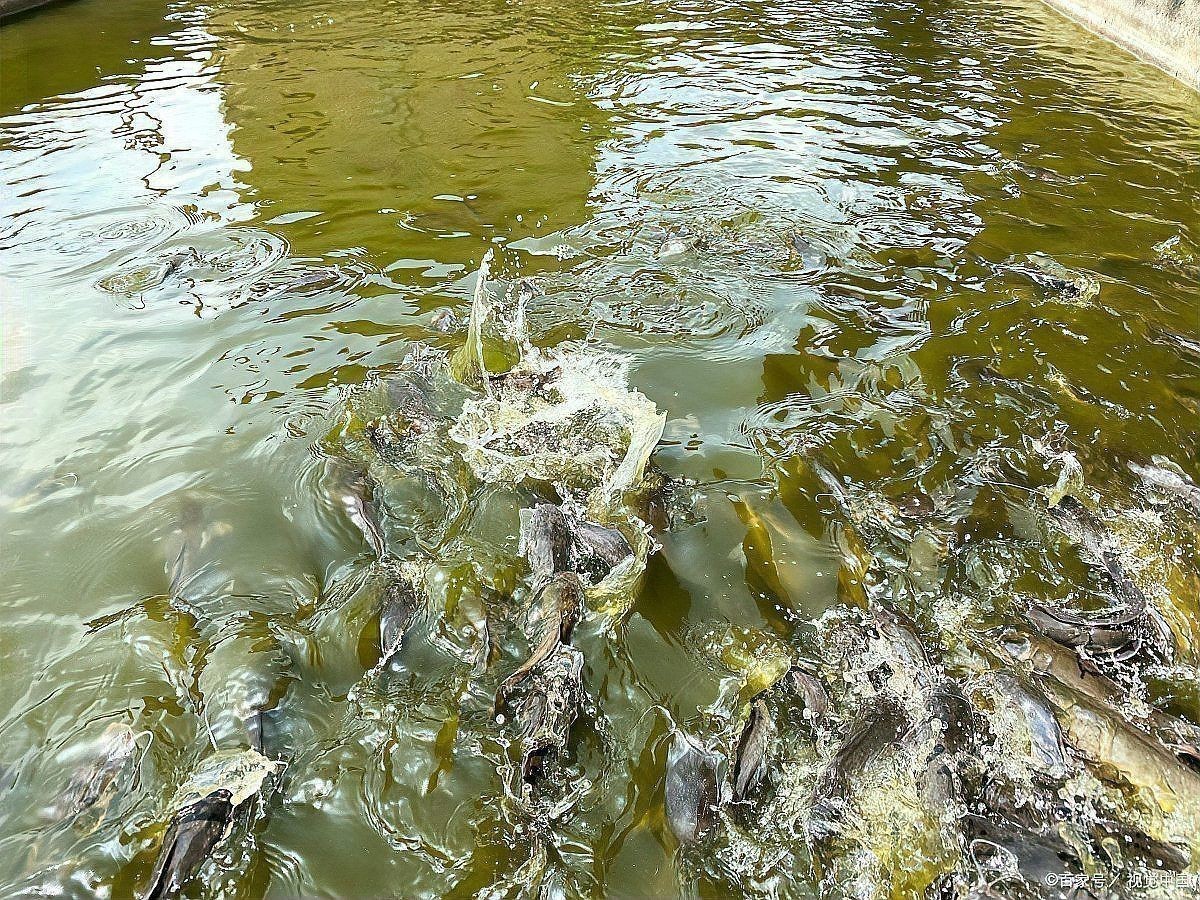 龍魚(yú)爛鰭最快最怕三個(gè)東西