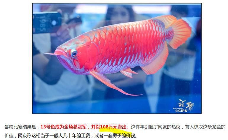 2023廣州龍魚比賽