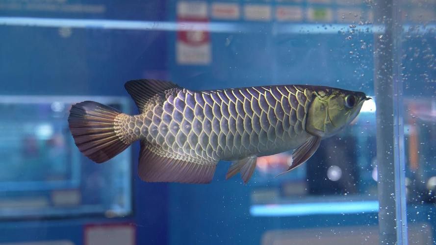 2023廣州龍魚比賽