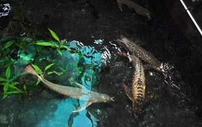 龍魚的發(fā)源地是哪里（龍魚的發(fā)源地主要包括南美洲的亞馬遜流域和東南亞的部分國(guó)家）