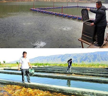龍魚和巴西亞混養技巧和方法