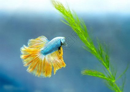龍魚有時在缸底有時上來游：龍魚有時在缸底有時上來游泳