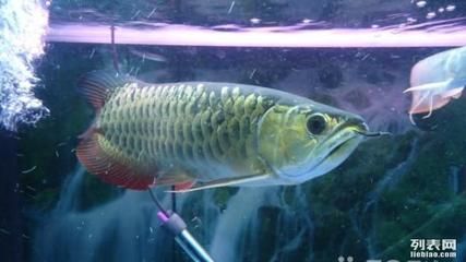 金龍魚為什么這么便宜很多（金龍魚價格影響因素）