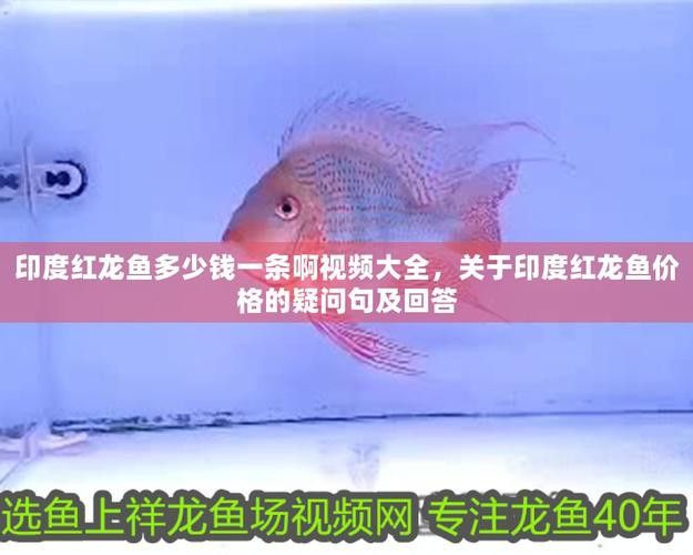 印度紅龍魚(yú)圖片高清圖