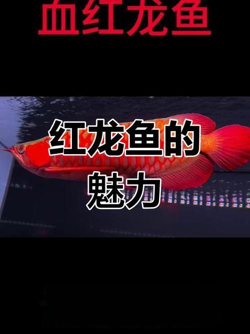 印度紅龍魚(yú)圖片高清圖