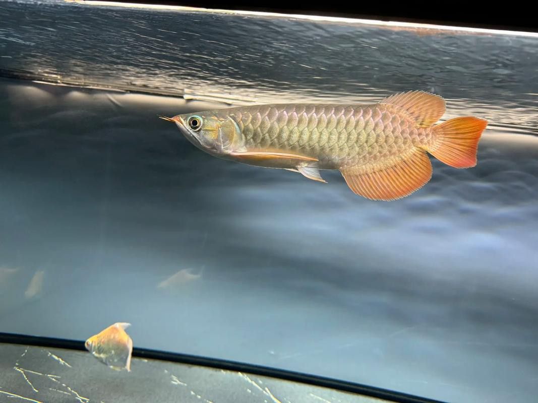 印度紅龍魚(yú)圖片高清圖