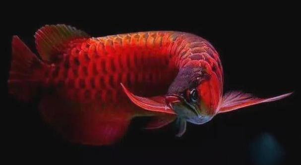 印度紅龍魚(yú)圖片高清圖