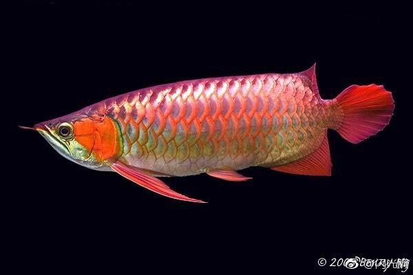 印度紅龍魚(yú)圖片高清圖