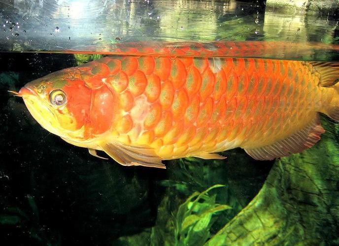 印度紅龍魚(yú)圖片高清圖