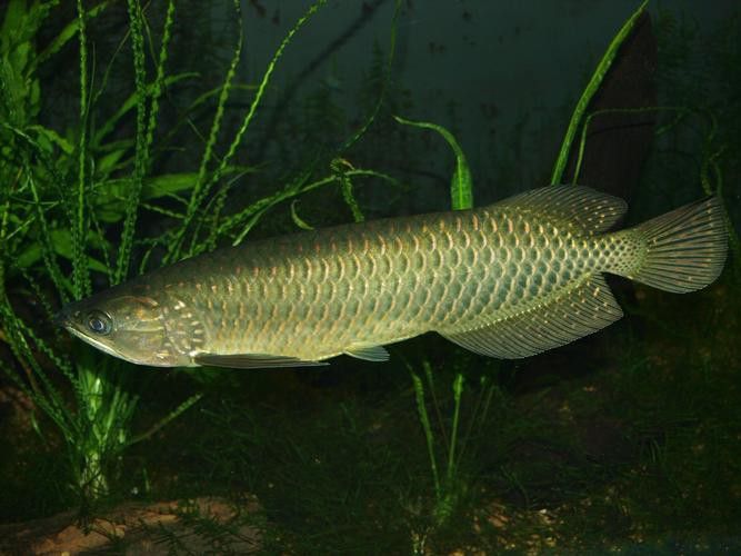 印度紅龍魚(yú)圖片高清圖
