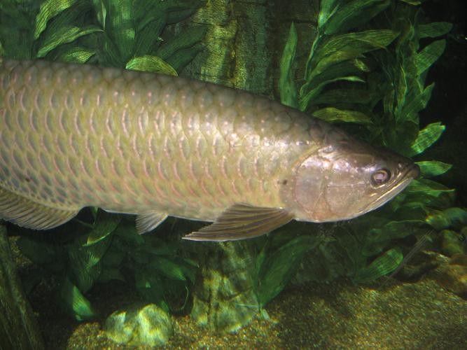 印度紅龍魚(yú)圖片高清圖
