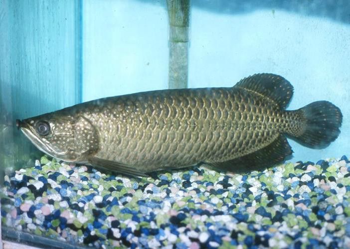 印度紅龍魚(yú)圖片高清圖