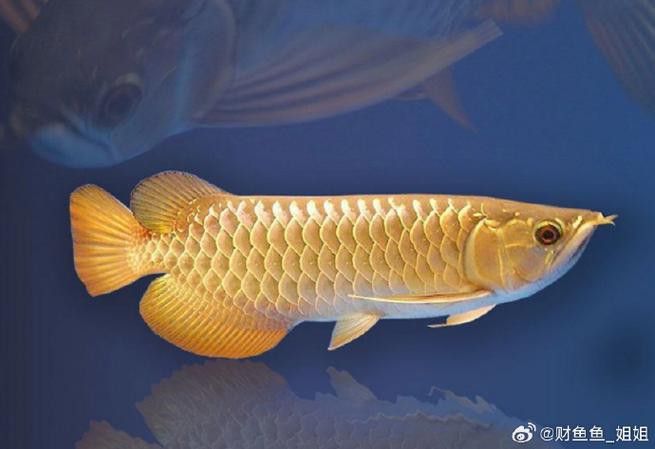 印度紅龍魚(yú)圖片高清圖
