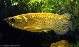 印度紅龍魚(yú)圖片高清圖
