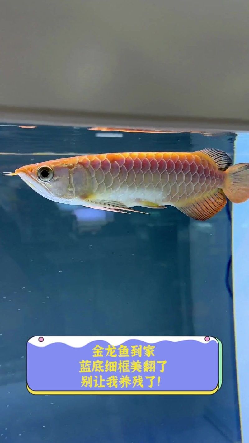 金龍魚高清大圖