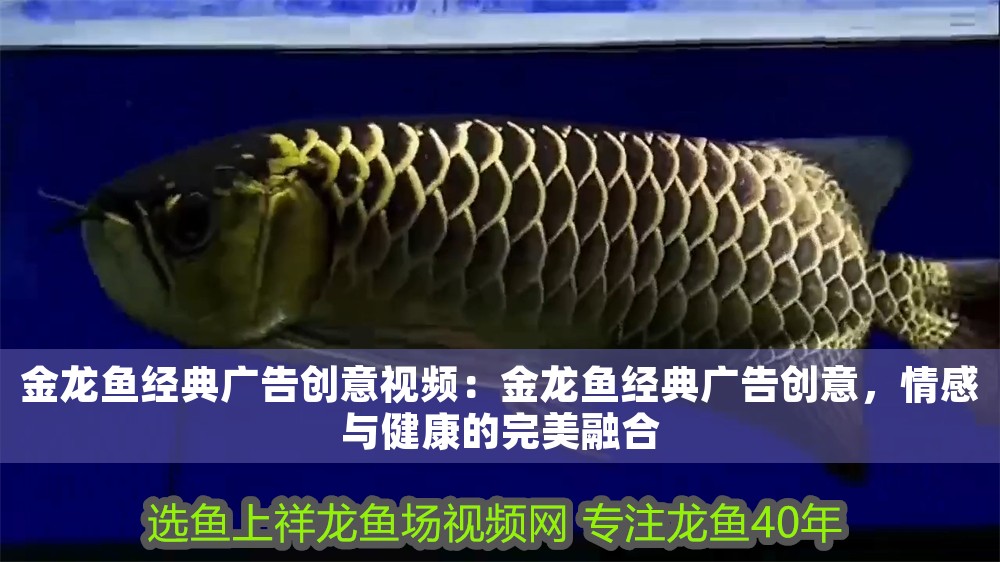 金龍魚經典廣告創意視頻：金龍魚經典廣告創意，情感與健康的完美融合 金龍魚經典廣告創意視頻：金龍魚經典廣告創意，情感與健康的完美融合 龍魚百科 第1張