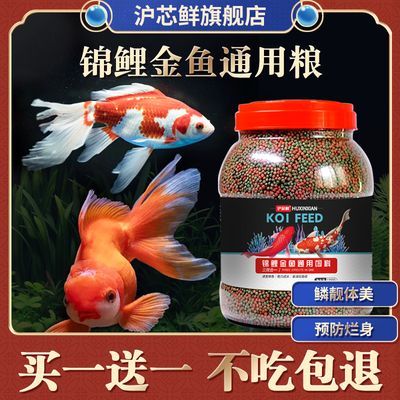 錦鯉可以吃龍魚飼料嗎：錦鯉能否吃龍魚飼料