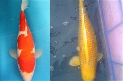 錦鯉可以吃龍魚飼料嗎：錦鯉能否吃龍魚飼料