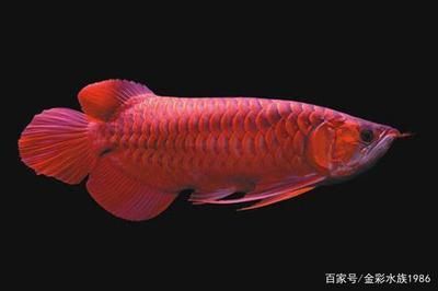 嘴唇不紅的龍魚能紅嗎（關(guān)于嘴唇不紅的龍魚是否能紅取決于多種因素和飼料等）
