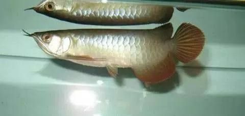 嘴唇不紅的龍魚能紅嗎（關(guān)于嘴唇不紅的龍魚是否能紅取決于多種因素和飼料等）