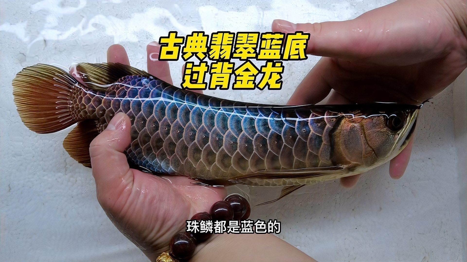 如何判斷古典藍底金龍魚的品質？