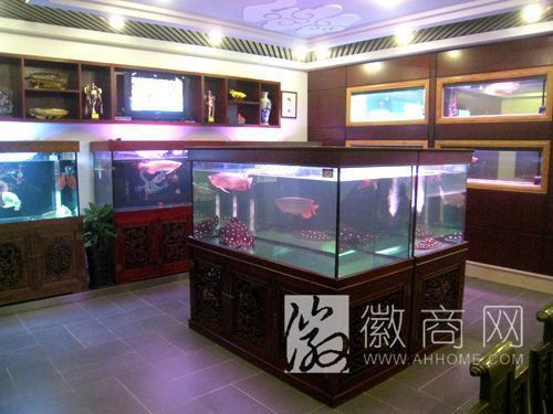 合肥龍魚市場怎么樣啊