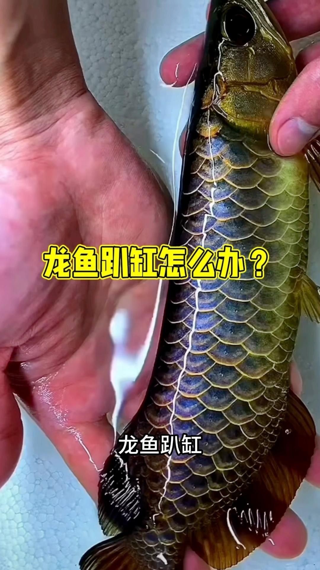 龍魚趴缸時應該如何處理？