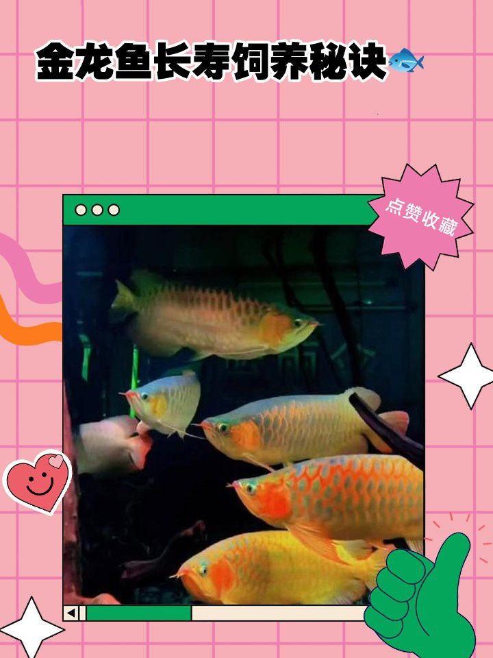 金龍魚需要加溫嗎