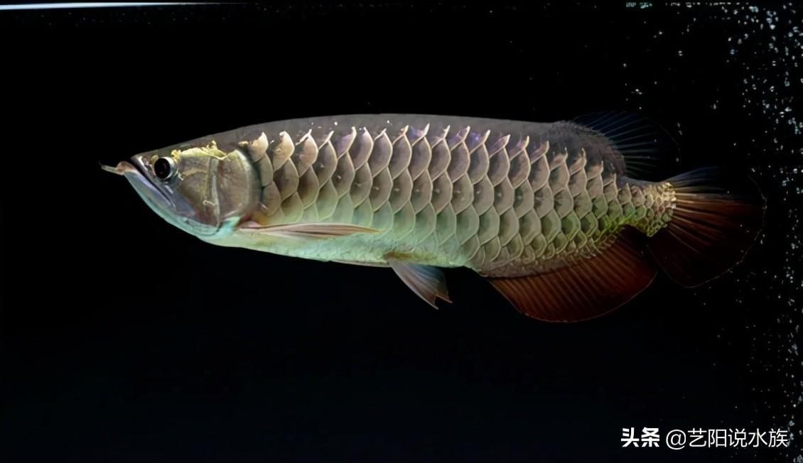 金色龍魚大概多少錢一條啊：金色龍魚多少錢一條