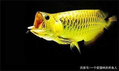 金色龍魚大概多少錢一條?。航鹕堲~多少錢一條