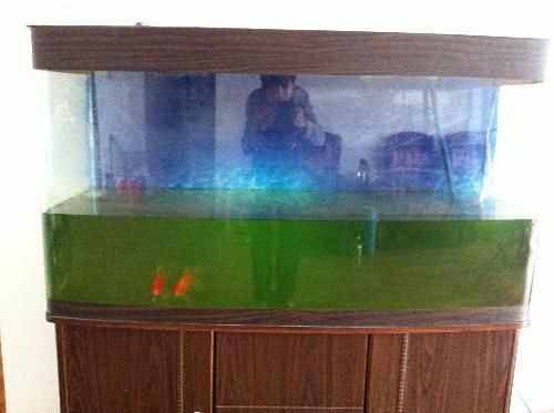 招財(cái)貓魚(yú)混養(yǎng)適宜水族箱尺寸：招財(cái)貓魚(yú)和龍魚(yú)混養(yǎng)水質(zhì)管理技巧
