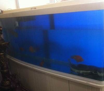 招財(cái)貓魚(yú)混養(yǎng)適宜水族箱尺寸：招財(cái)貓魚(yú)和龍魚(yú)混養(yǎng)水質(zhì)管理技巧