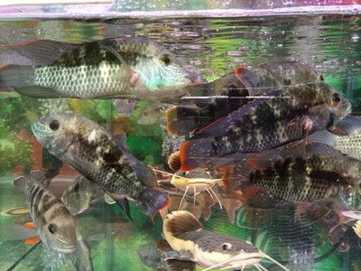 招財(cái)貓魚(yú)混養(yǎng)適宜水族箱尺寸：招財(cái)貓魚(yú)和龍魚(yú)混養(yǎng)水質(zhì)管理技巧