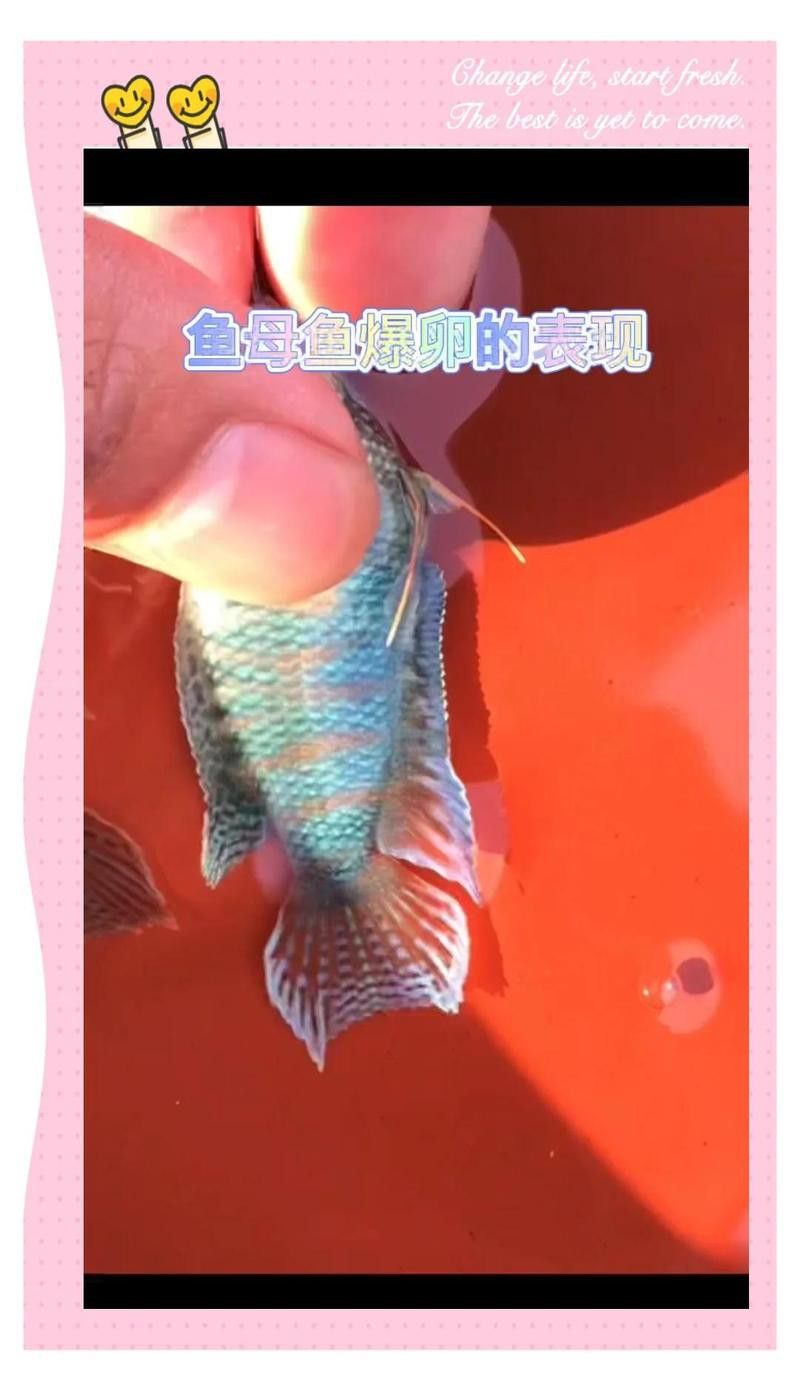 如何判斷小火龍魚是否抱卵？ 如何判斷小火龍魚是否抱卵？ 龍魚百科 第1張
