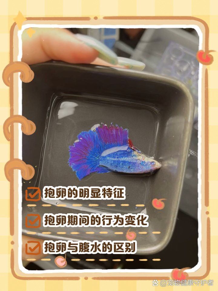 如何判斷小火龍魚是否抱卵？ 如何判斷小火龍魚是否抱卵？ 龍魚百科 第2張