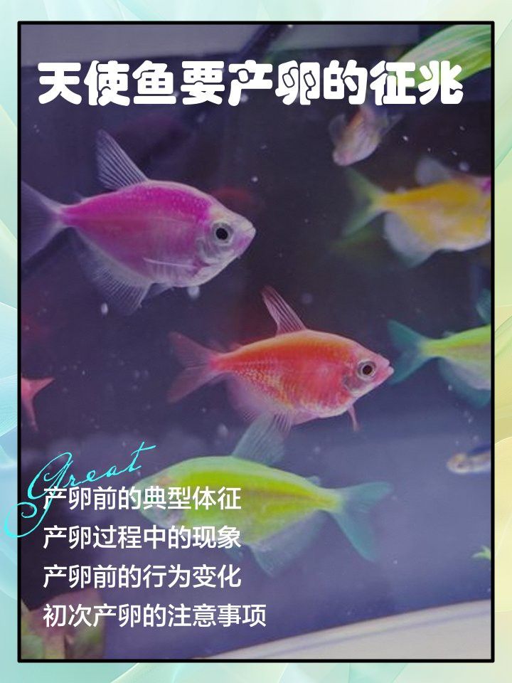 如何判斷小火龍魚是否抱卵？ 如何判斷小火龍魚是否抱卵？ 龍魚百科 第6張