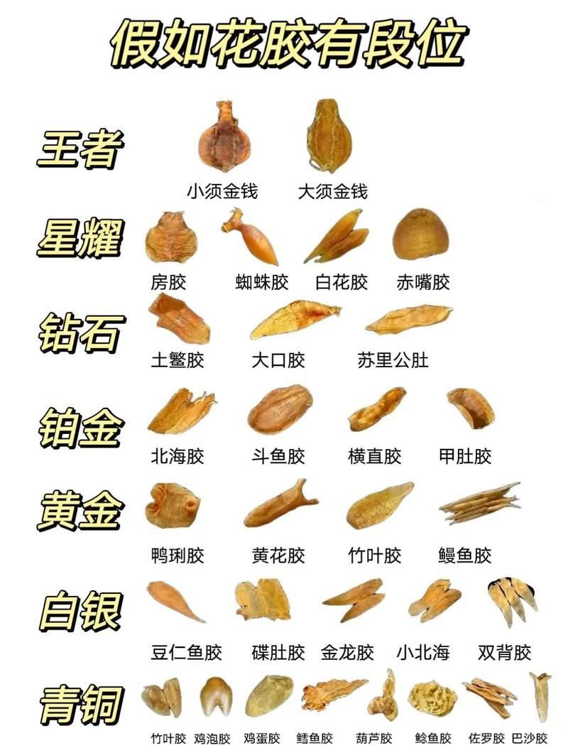 小金龍魚膠屬于什么檔次