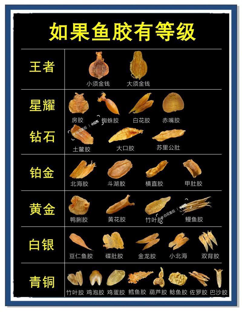 小金龍魚膠屬于什么檔次