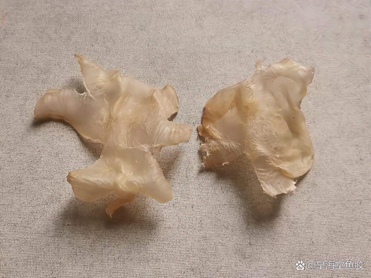 小金龍魚膠屬于什么檔次