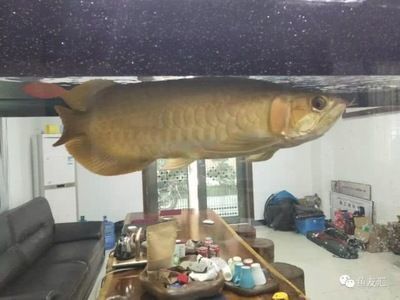 養(yǎng)龍魚最佳溫度：不同季節(jié)養(yǎng)龍魚水溫調節(jié)，龍魚水質管理技巧分享，銀龍魚與黑龍魚飼養(yǎng)區(qū)別