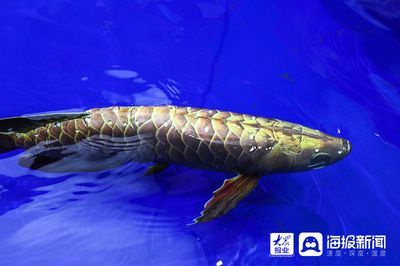 金龍魚圖案設計理念怎么寫的（金龍魚圖案設計理念）