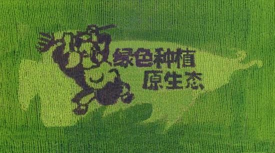 金龍魚圖案設計理念怎么寫的（金龍魚圖案設計理念）