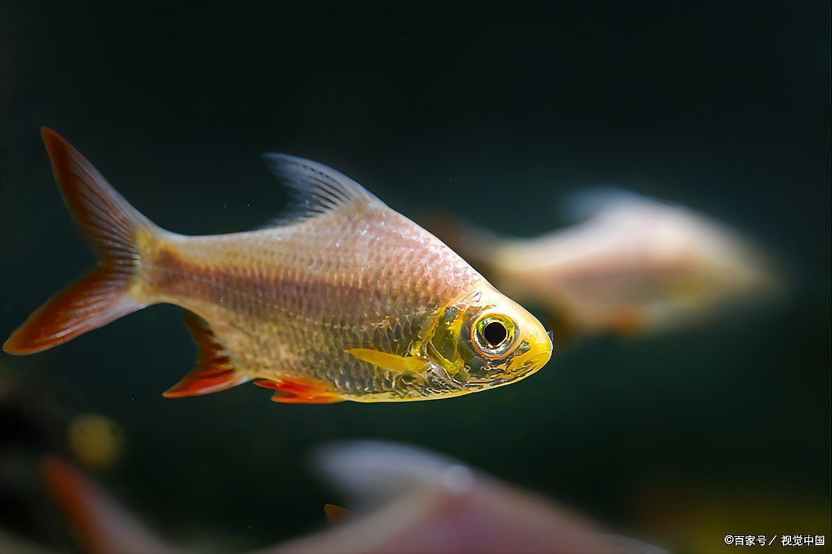 紅龍魚蒙眼病多久會死