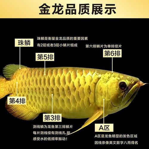 金頭龍魚和過背龍區(qū)別圖片