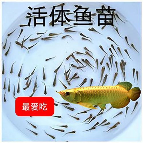 金頭龍魚和過背龍區(qū)別圖片