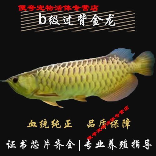 金頭龍魚和過背龍區(qū)別圖片