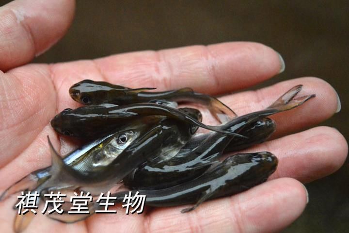 有哪些著名的金龍魚視頻創作者呢：探索金龍魚視頻創作者的輝煌成就